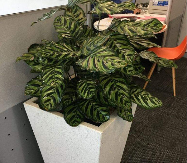 孔雀竹芋地摆盆栽