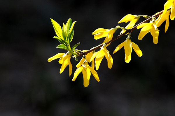 连翘花
