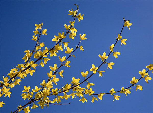 连翘开花