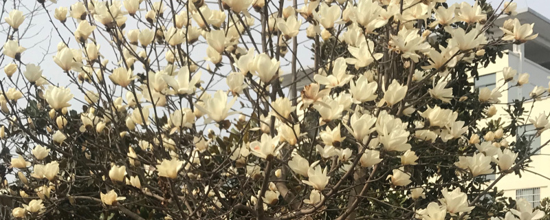 东莞市花是什么花