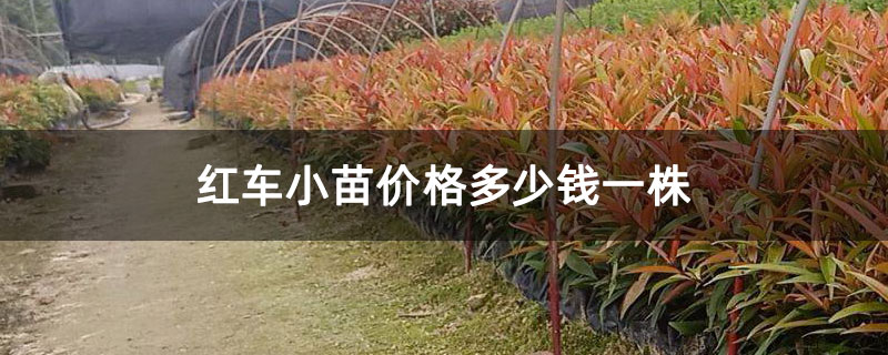 红车小苗价格多少钱一株