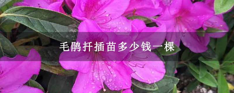 毛鹃扦插苗多少钱一棵