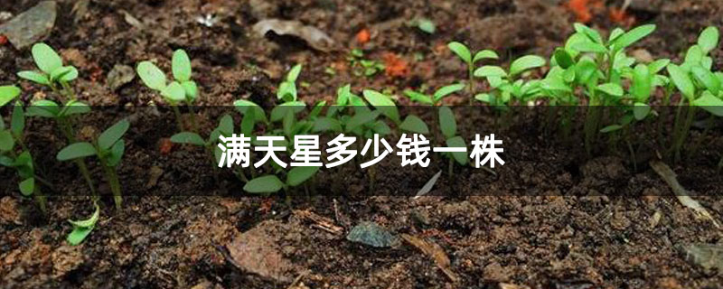 满天星多少钱一株
