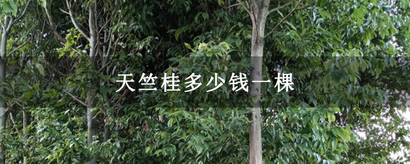 天竺桂多少钱一棵