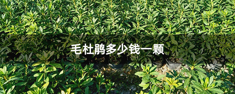 毛杜鹃多少钱一颗