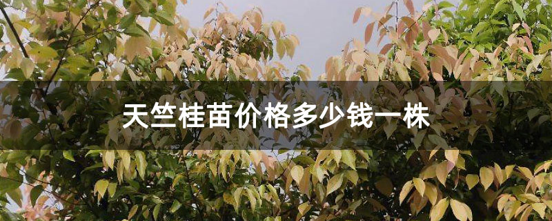 天竺桂苗价格多少钱一株