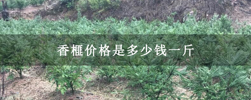 香榧价格是多少钱一斤