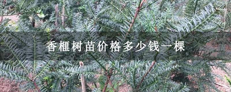 香榧树苗价格多少钱一棵