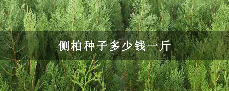 侧柏种子多少钱一斤