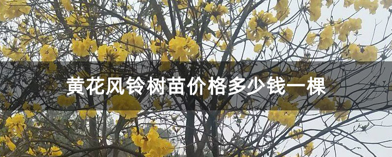 黄花风铃树苗价格多少钱一棵