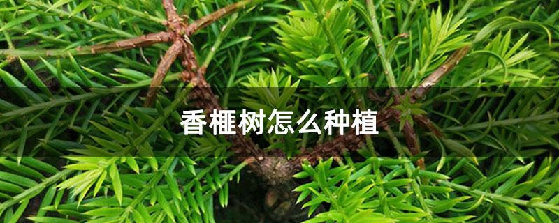 香榧树怎么种植