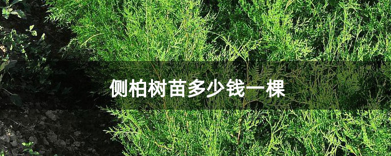 侧柏树苗多少钱一棵