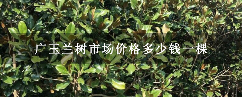 广玉兰树市场价格多少钱一棵