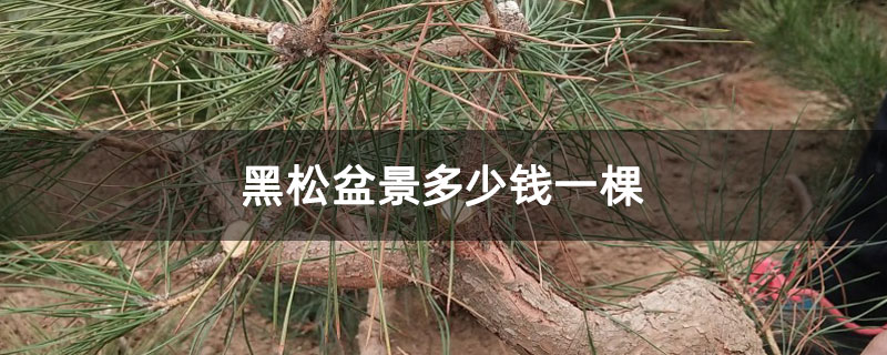 黑松盆景多少钱一棵