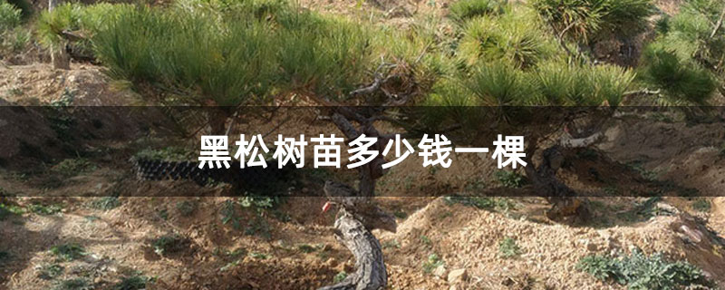 黑松树苗多少钱一棵