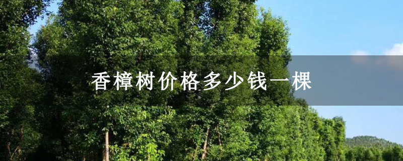 香樟树价格多少钱一棵
