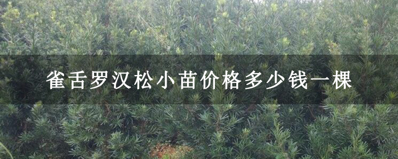雀舌罗汉松小苗价格多少钱一棵