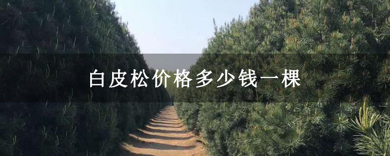 白皮松价格多少钱一棵