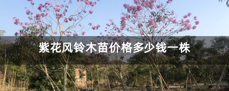 紫花风铃木苗价格多少钱一株