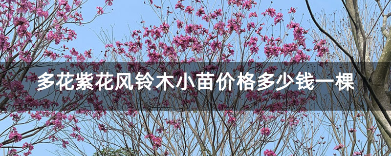 多花紫花风铃木小苗价格多少钱一棵
