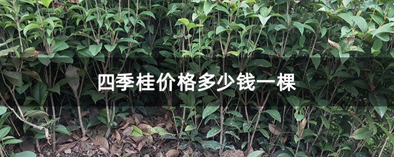 四季桂价格多少钱一棵