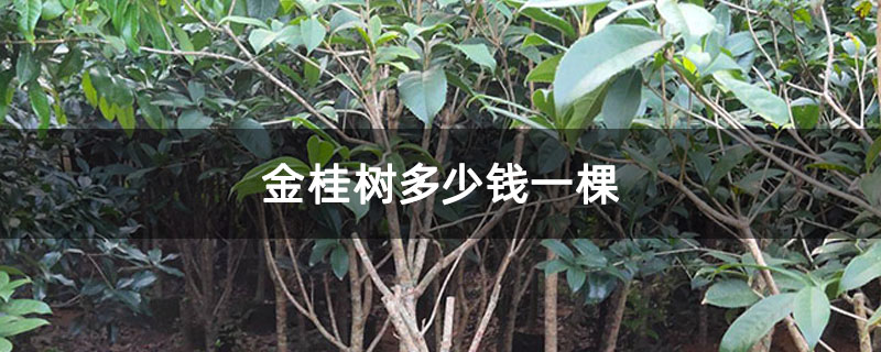 金桂树多少钱一棵