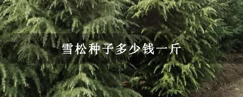 雪松种子多少钱一斤