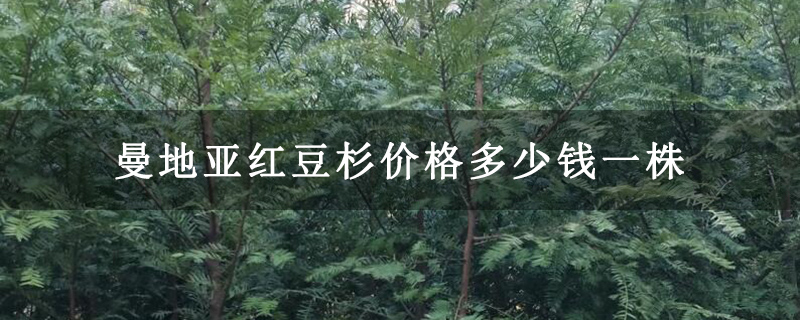曼地亚红豆杉价格多少钱一株