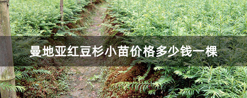 曼地亚红豆杉小苗价格多少钱一棵