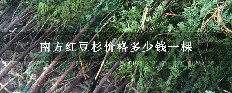 南方红豆杉价格多少钱一棵