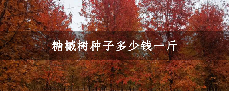 糖槭树种子多少钱一斤