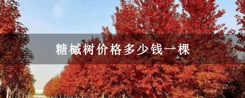 糖槭树价格多少钱一棵