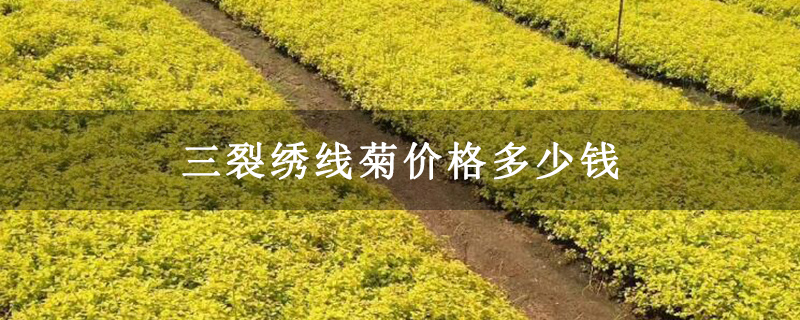 三裂绣线菊价格多少钱