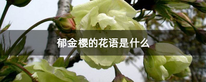 郁金樱的花语是什么