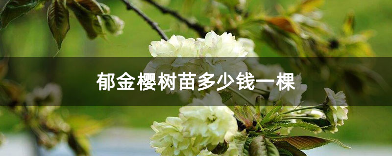 郁金樱树苗多少钱一棵