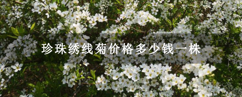 珍珠绣线菊价格多少钱一株