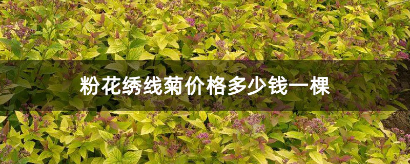 粉花绣线菊价格多少钱一棵