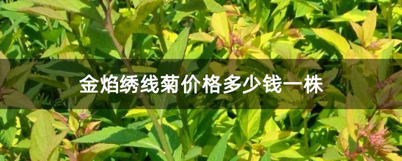 金焰绣线菊价格多少钱一株