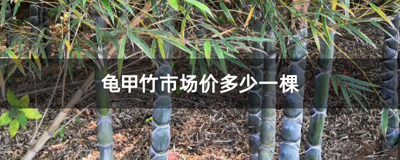 龟甲竹市场价多少一棵