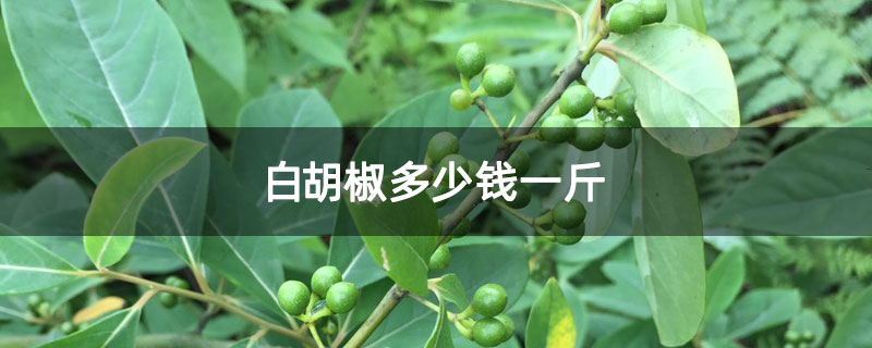 白胡椒多少钱一斤
