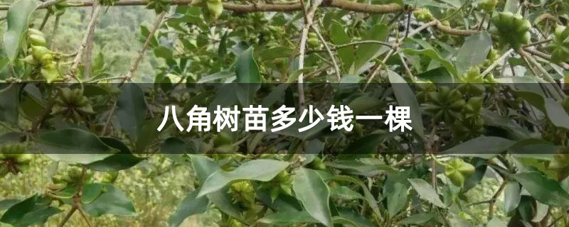 八角树苗多少钱一棵
