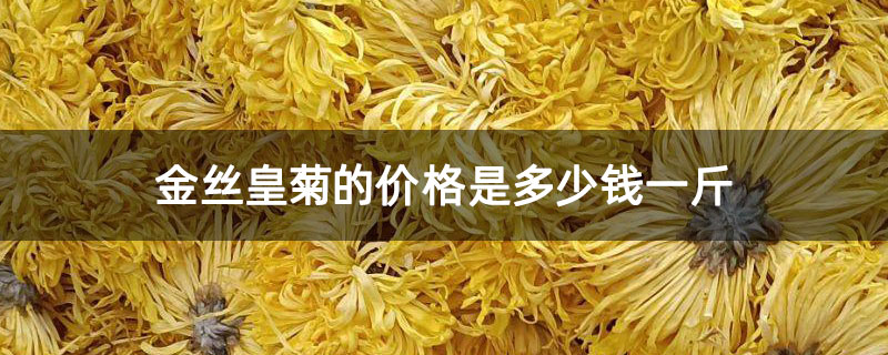 金丝皇菊的价格是多少钱一斤 金丝皇菊的价格是多少钱一斤