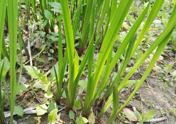 菖蒲价格多少钱一棵？今日最新菖蒲价格行情
