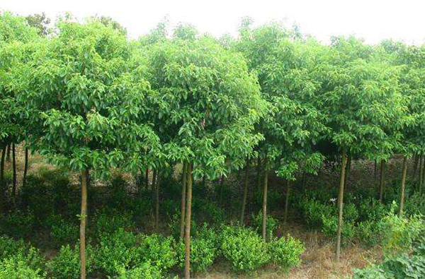 香樟树小苗价格多少钱一棵？最新香樟树价格行情