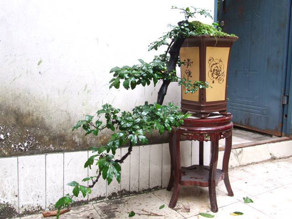 金弹子