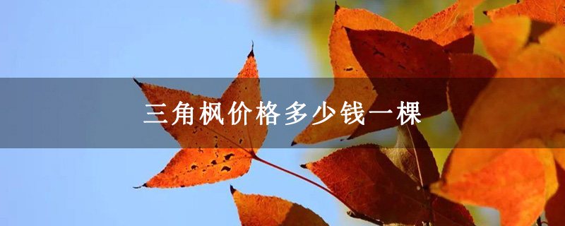 三角枫价格多少钱一棵
