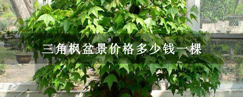 三角枫盆景价格多少钱一棵