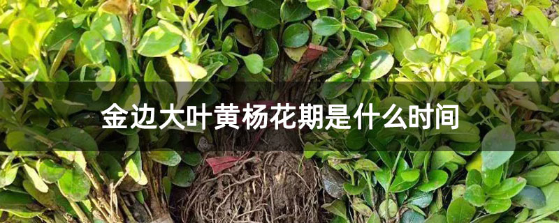 金边大叶黄杨花期是什么时间