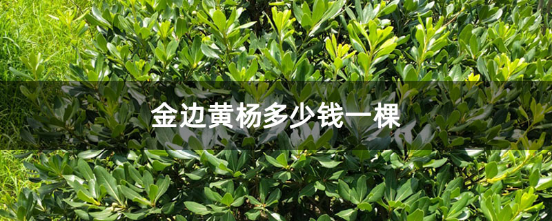 金边黄杨多少钱一棵