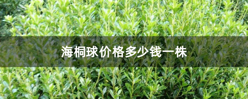 海桐球价格多少钱一株